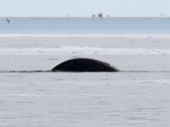 06A A Narwhal Whale On Day 2 Of Floe Edge Adventure Nunavut Canada